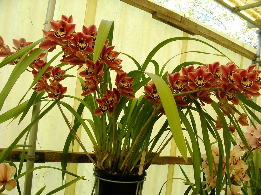 Цимбидиум айс Каскад