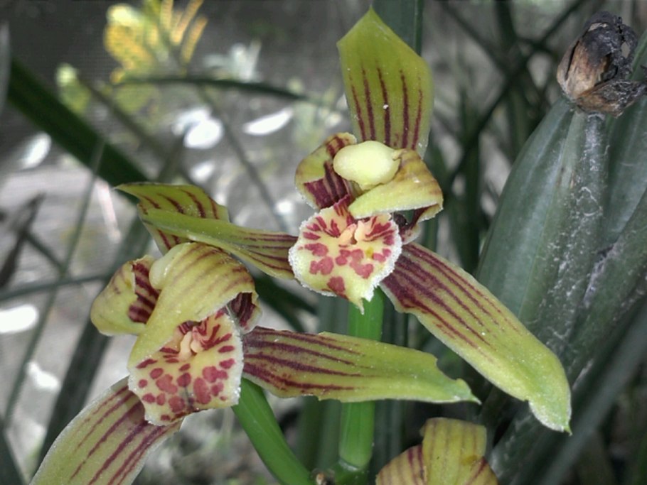 Цимбидиум бордо