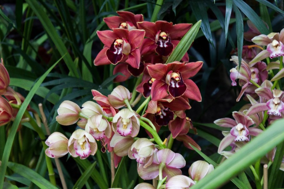 Цимбидиум Дикая Сью