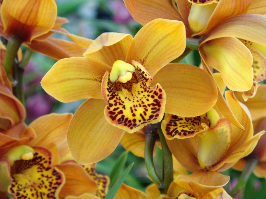 Цимбидиум хамелеон Орхидея