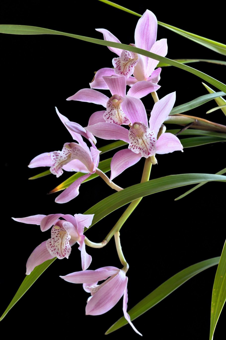 Цимбидиум Cymbidium virescens