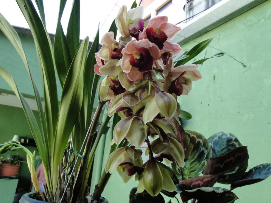 Cymbidium ensifolium