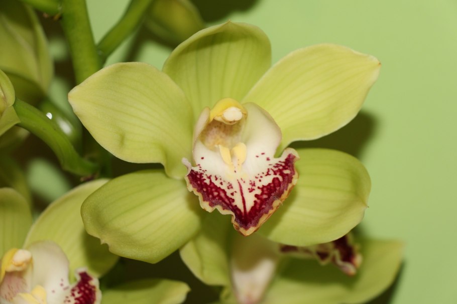 Орхидея цимбидиум зеленая