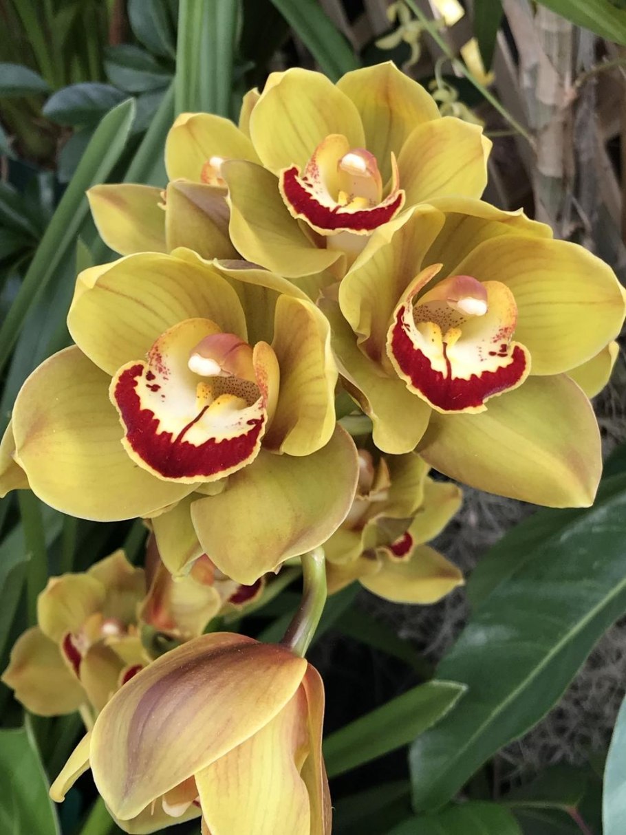 Цимбидиум лимонная