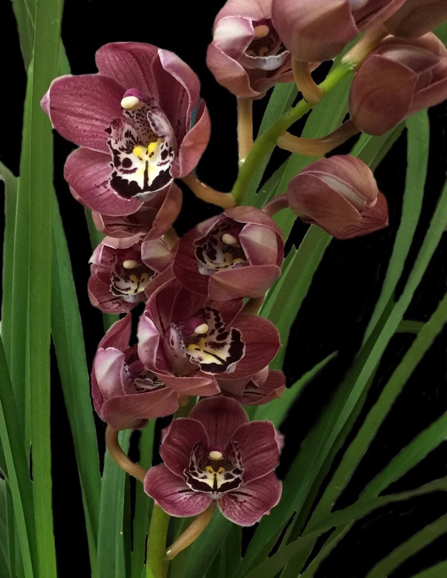 Цимбидиум Трейси