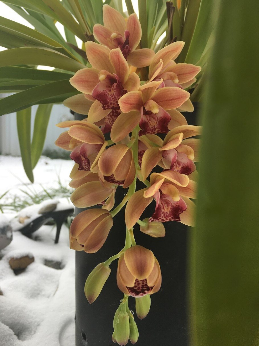 Орхидея Cymbidium