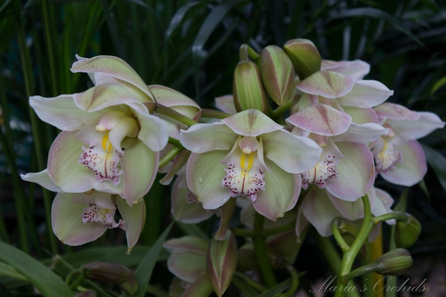 Cymbidium tracyanum