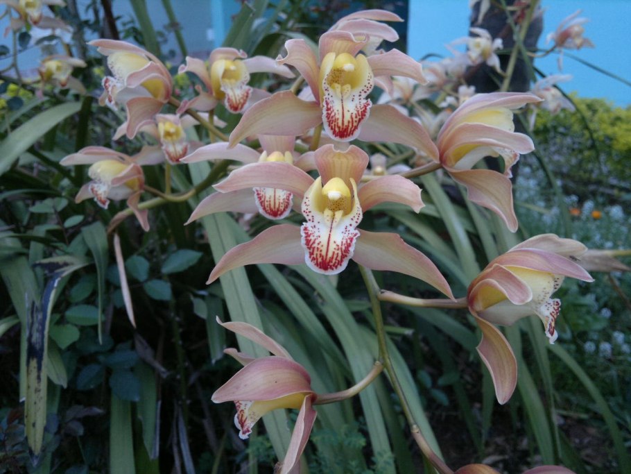 Цимбидиум ирохайро