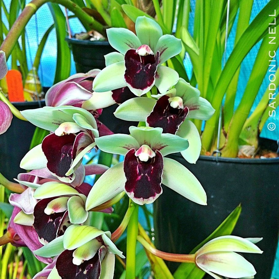 Цимбидиум оранжевый