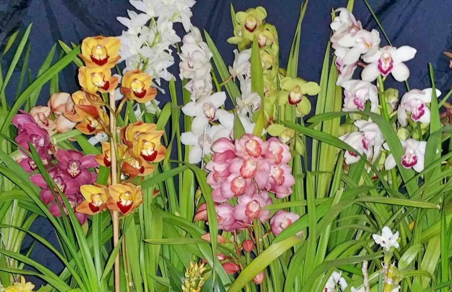 Орхидея Cymbidium