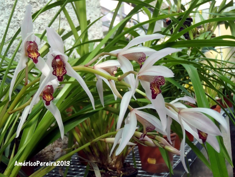 Cymbidium erythrostylum