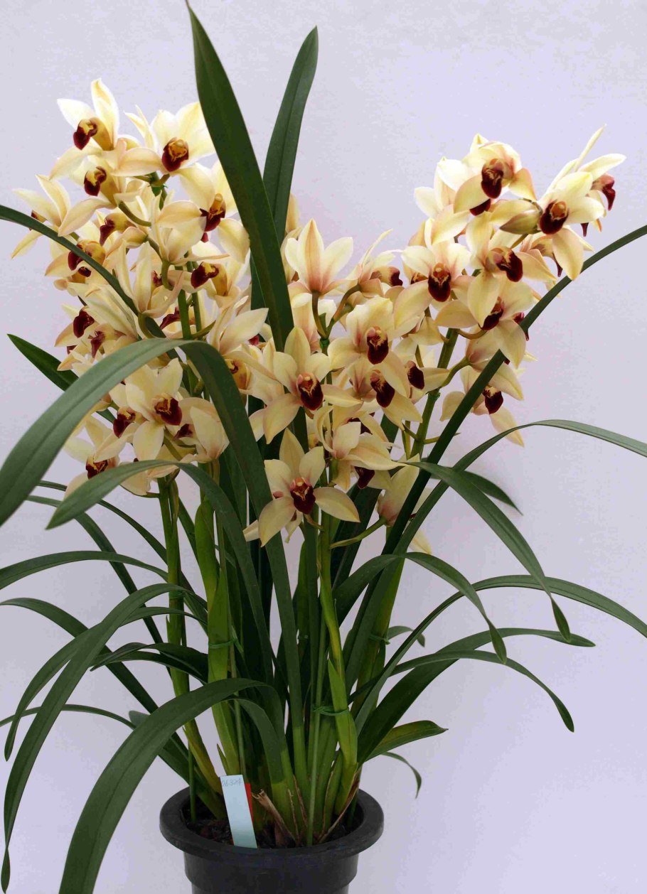 Орхидея Cymbidium Devon Wine &#96;million Veil’