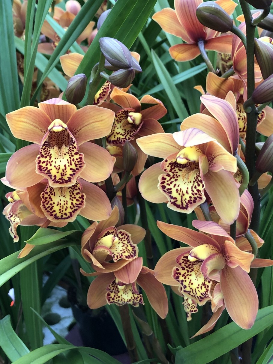 Фаленопсис Цимбидиум