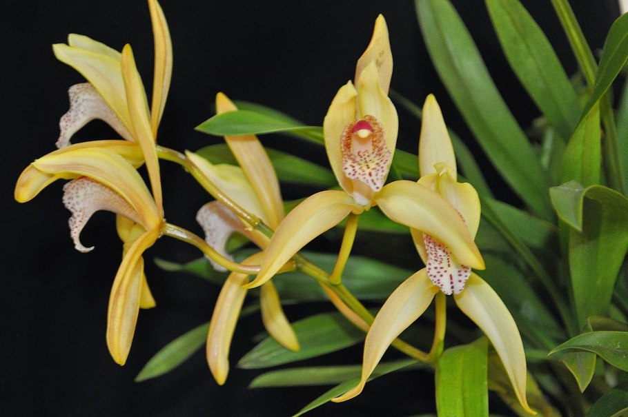 Цимбидиум Эритроксилум