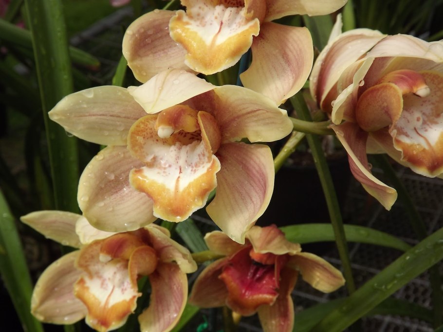 Цимбидиум голубой