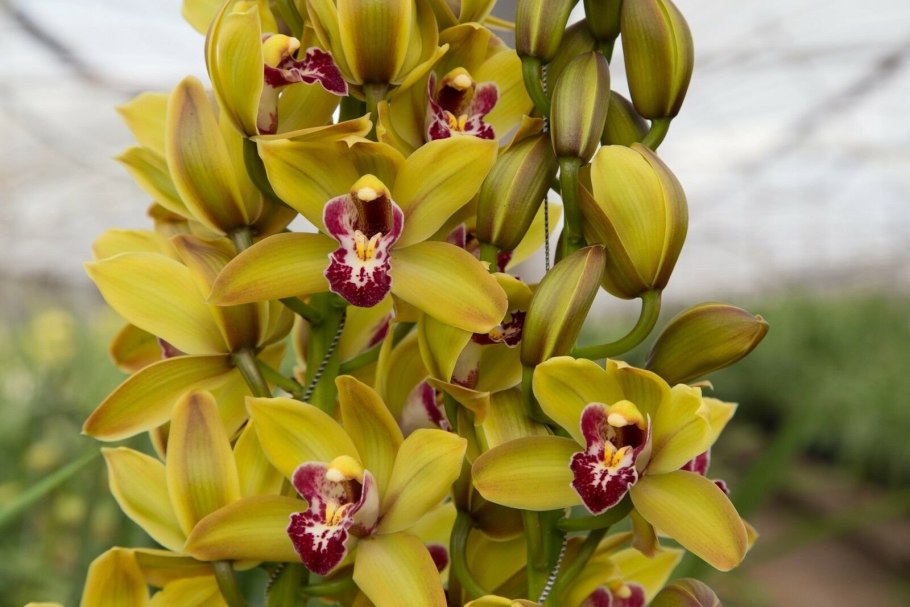 Цимбидиум Толедо