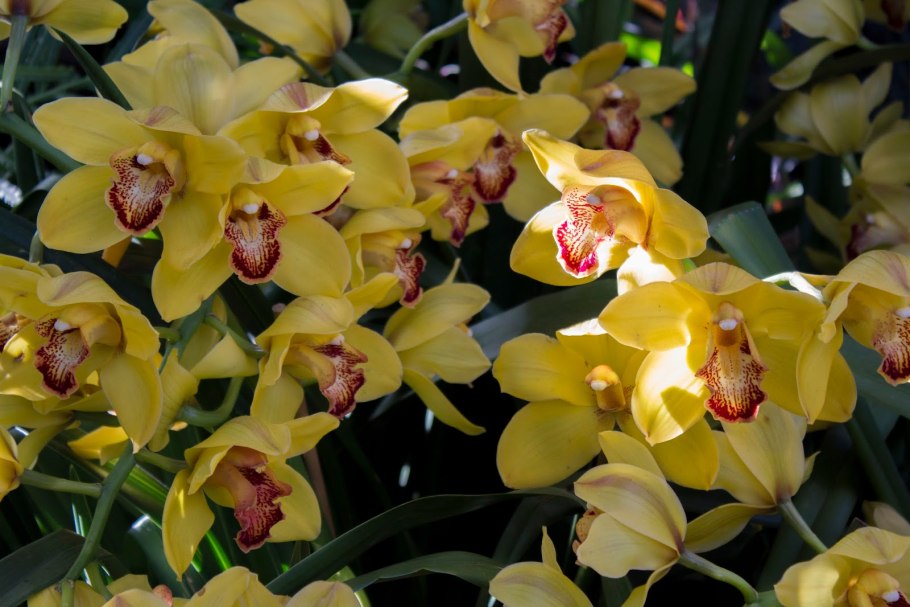 Цимбидиум Андерсон