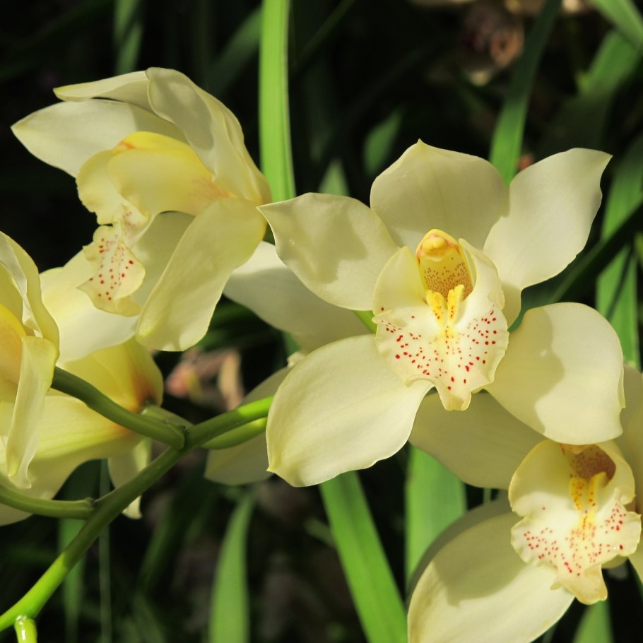 Цимбидиум ланцетолистный