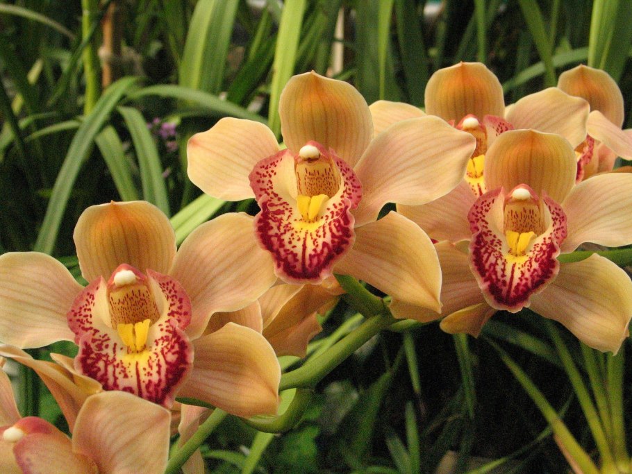 Орхидея Цимбидиум