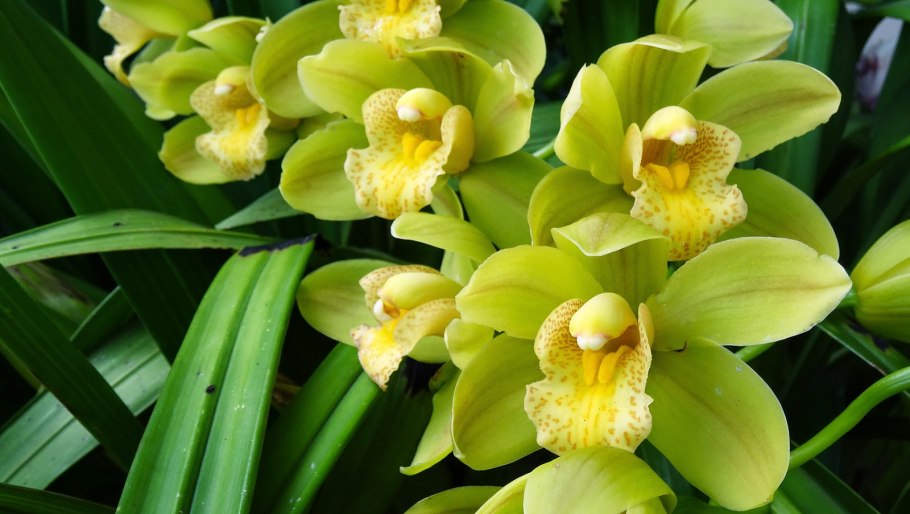 Орхидея Цимбидиум Сакура