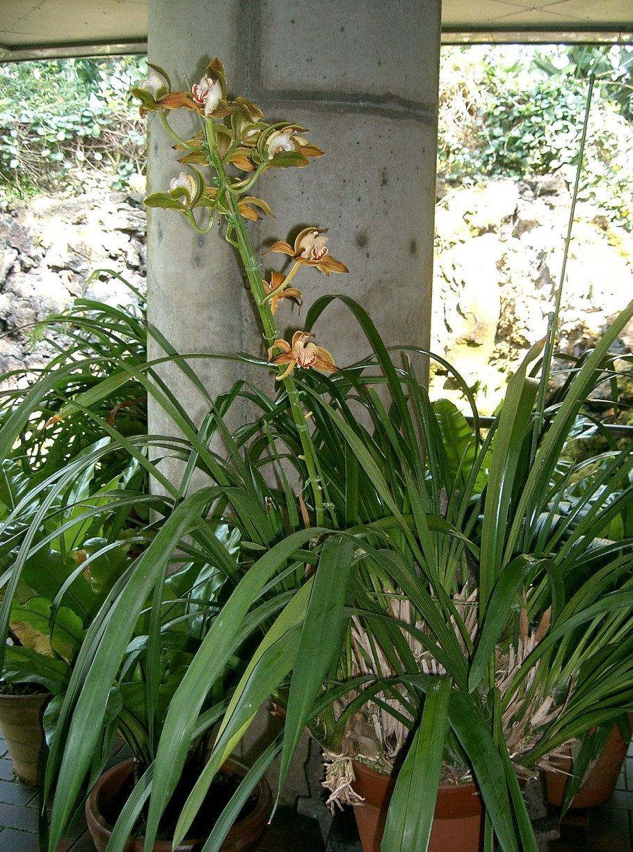 Cymbidium erythrostylum