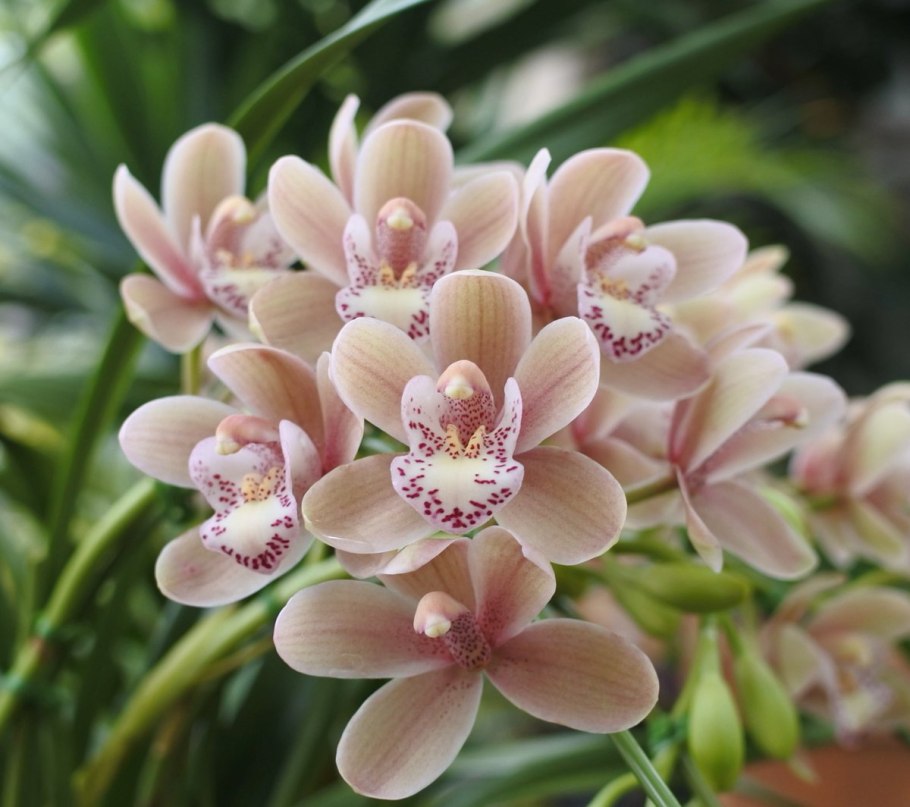 Цимбидиум Трейси