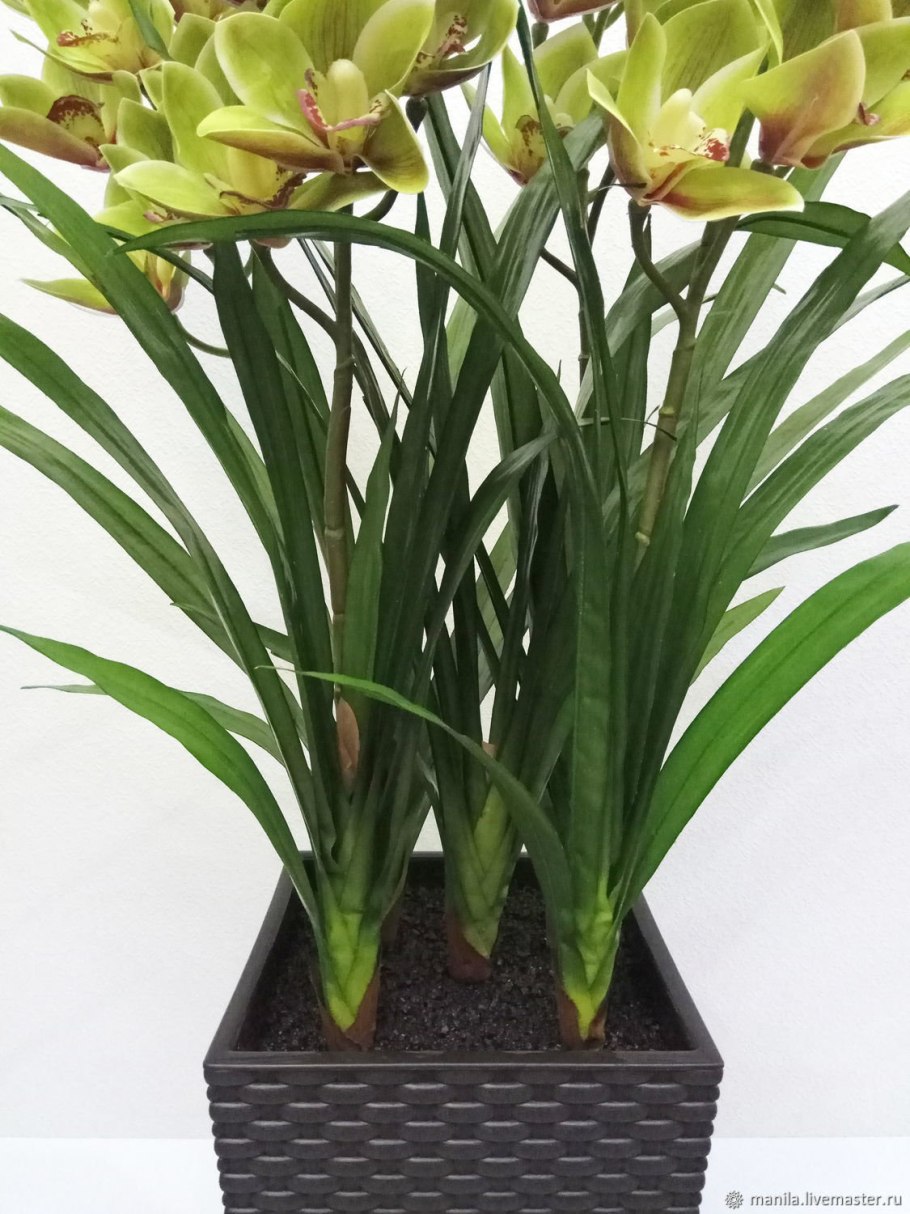 Орхидея цимбидиум в горшке