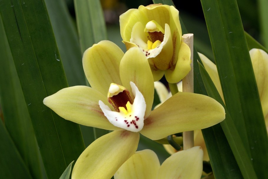 Cymbidium ensifolium cai Mei