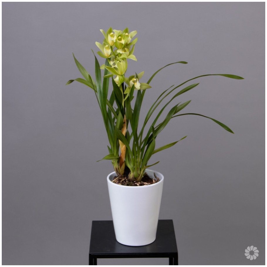 Цимбидиум Дельмонт