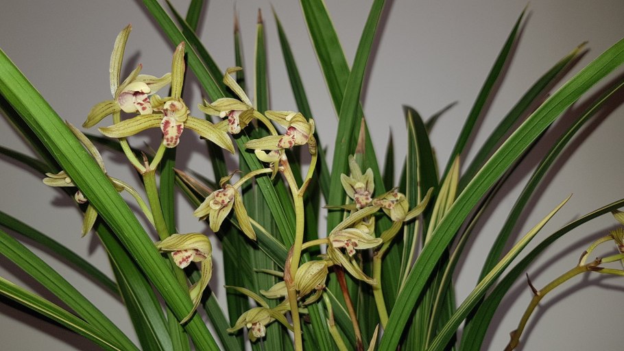 Цимбидиум хамелеон