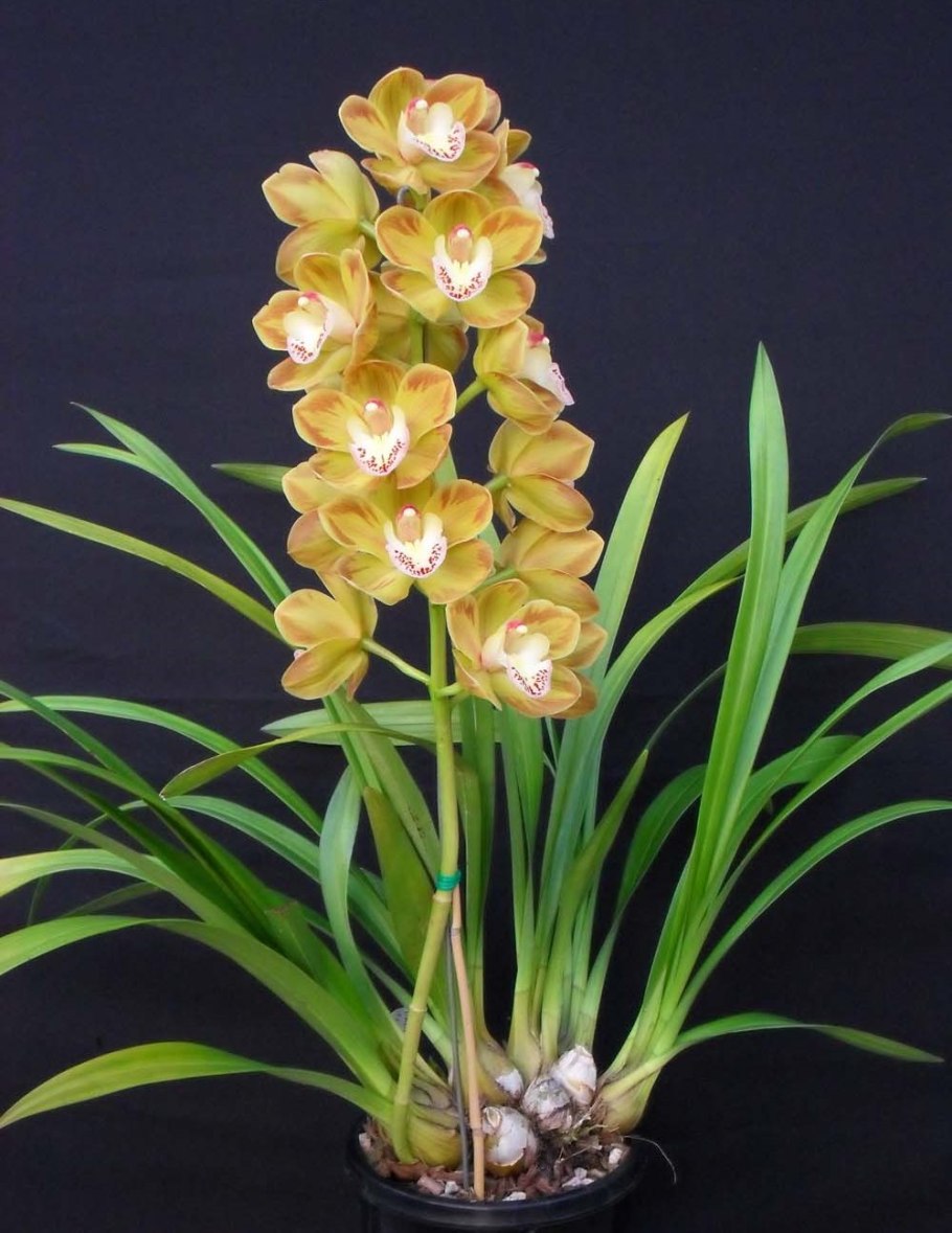 Орхидея дендробиум цимбидиум