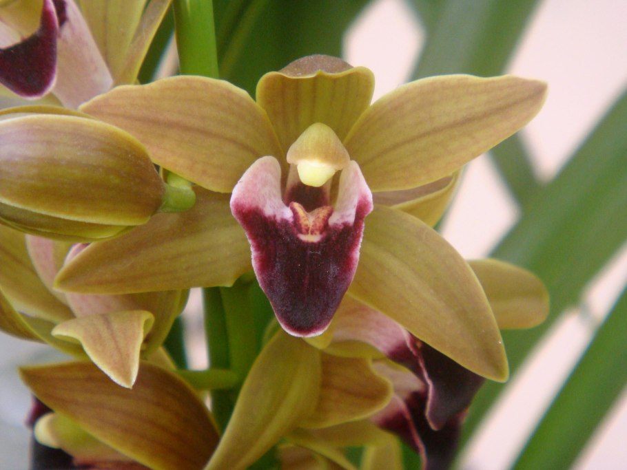 Орхидея Цимбидиум