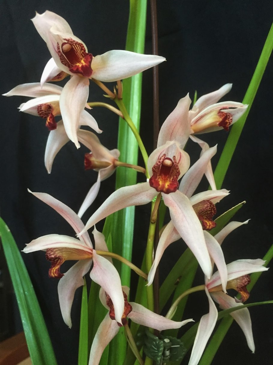 Cymbidium chloranthum