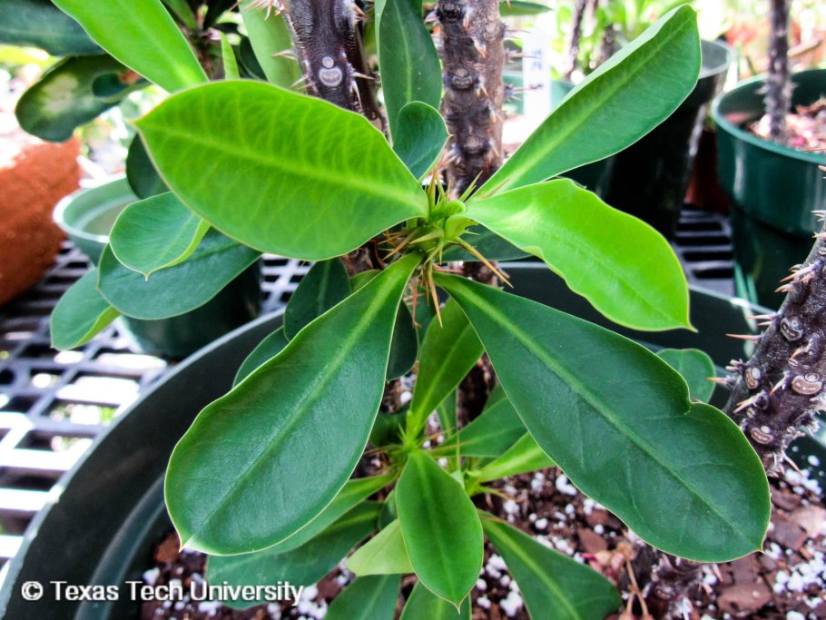 Стаунтония шестилистная