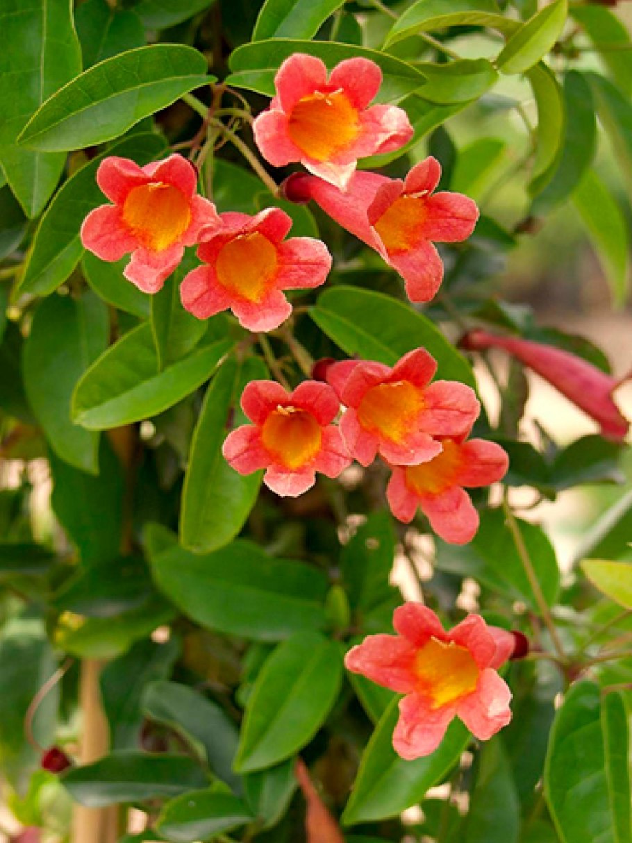 Израиль Акебия