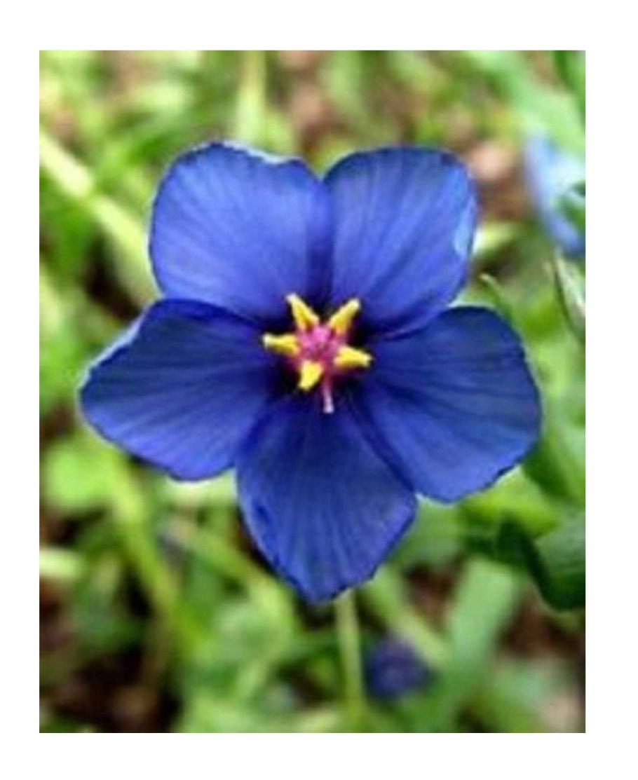 Ультрафиолетовый Лотос