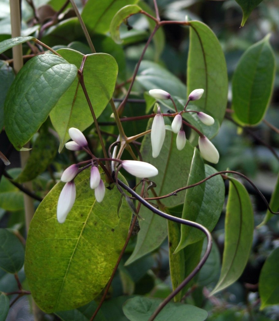 Хольбелия растение