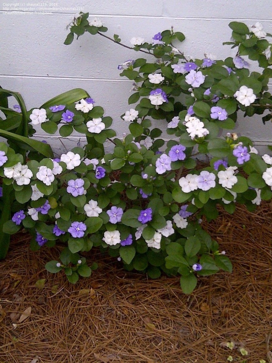 Pimpernel цветок