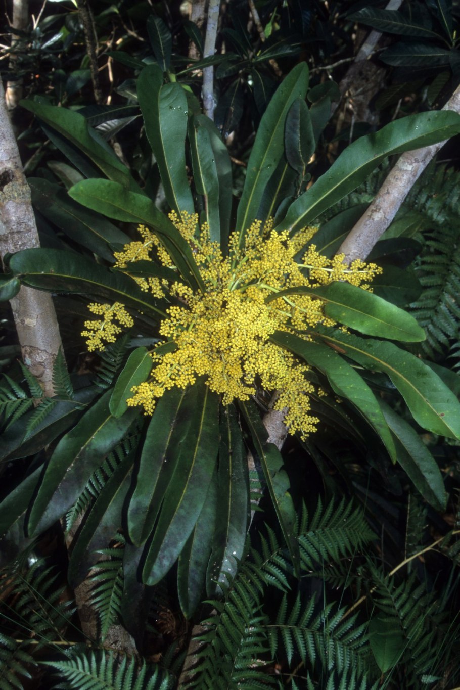 Акебия шоколадная Лиана