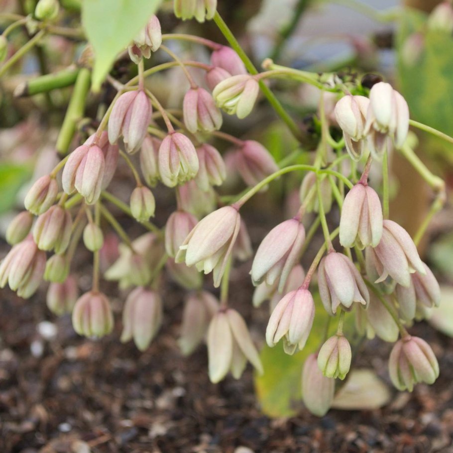 Хольбелия растение