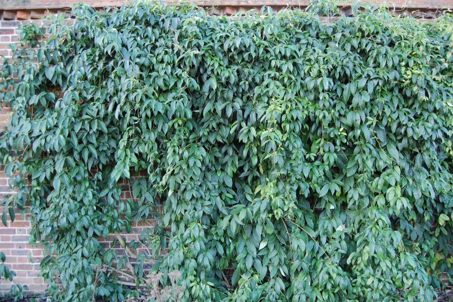 Holboellia coriaceaholboelliaхольбелиях