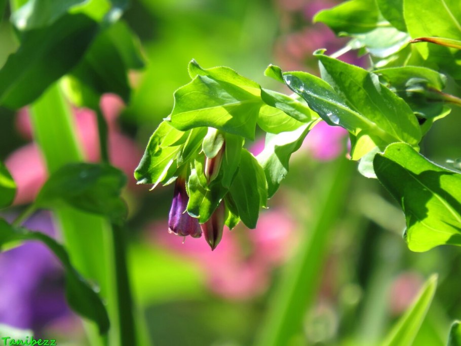 Хольбелия широколистная