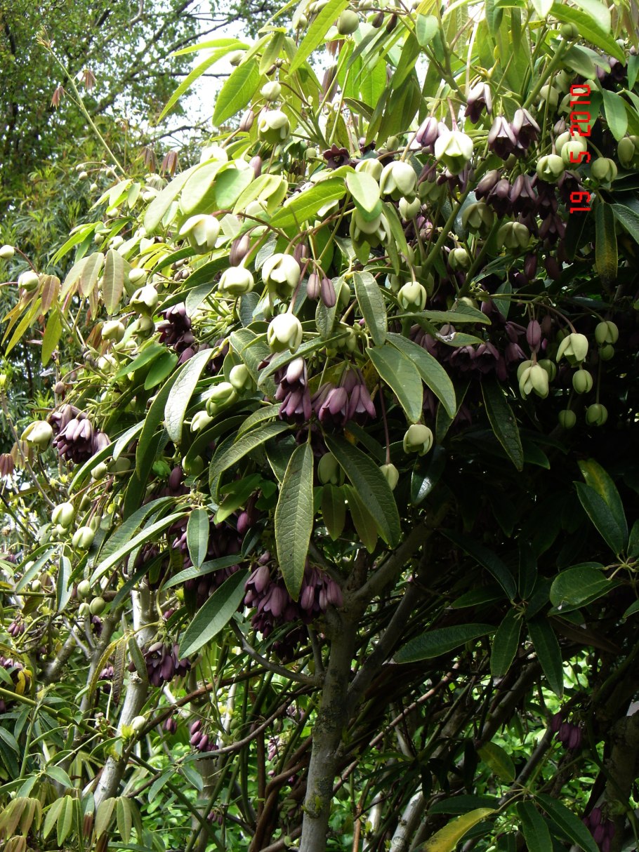Holboellia latifolia