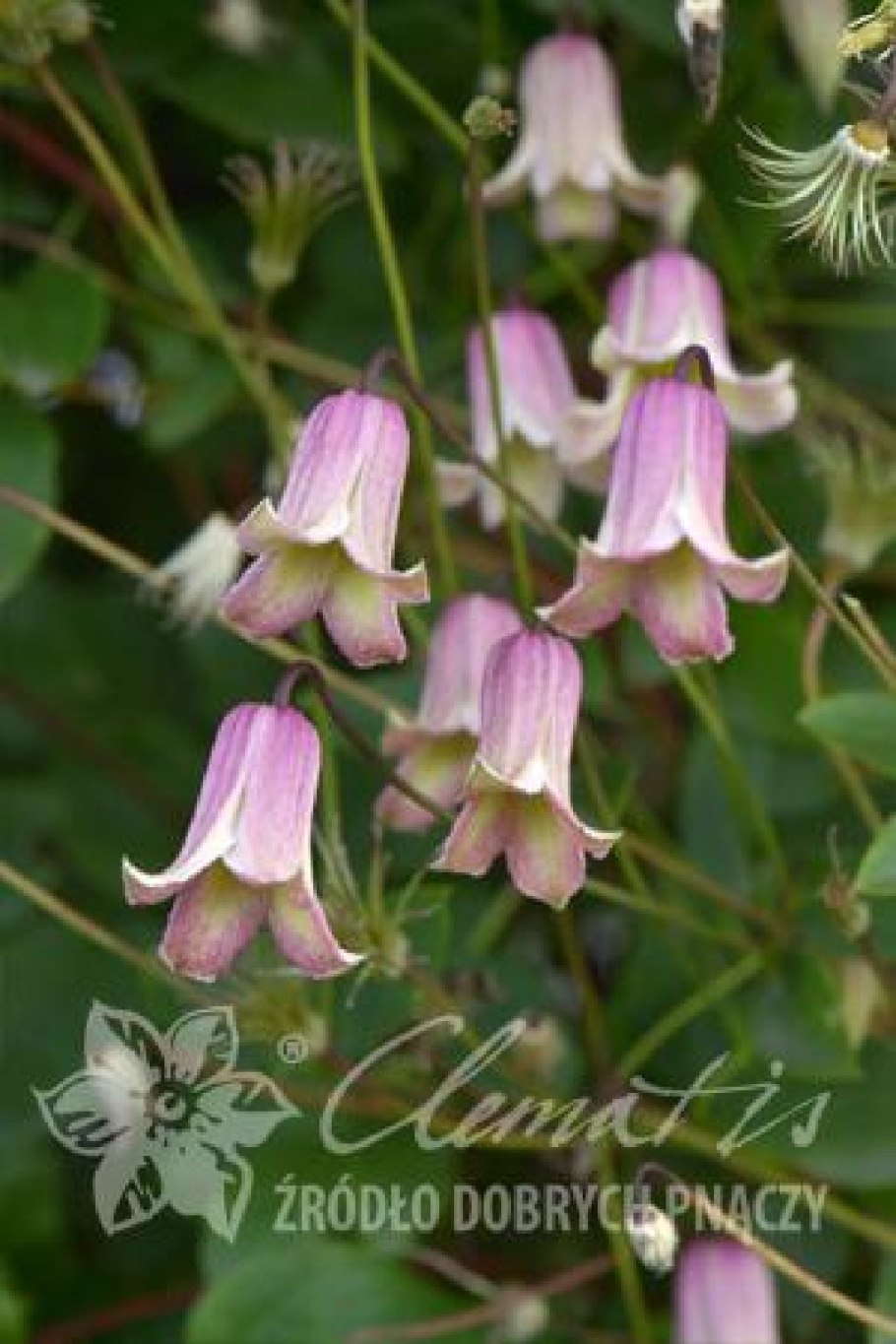 Cocculus orbiculatus