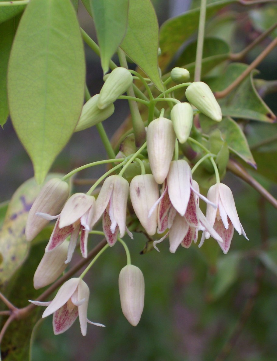 Rutidea coriacea Baker