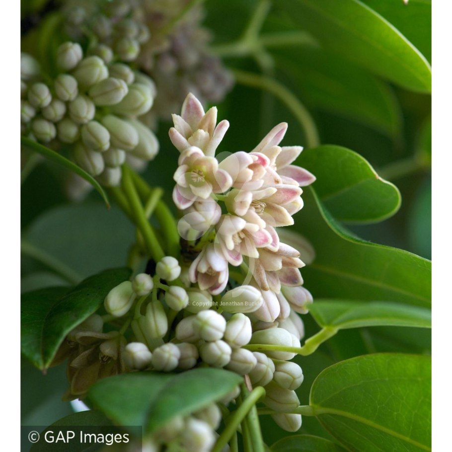 Восковник рассаду