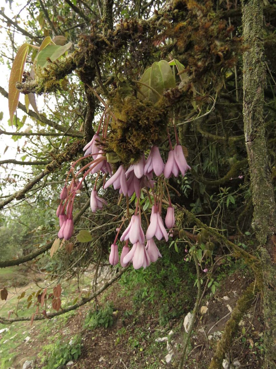 Серый фрукт