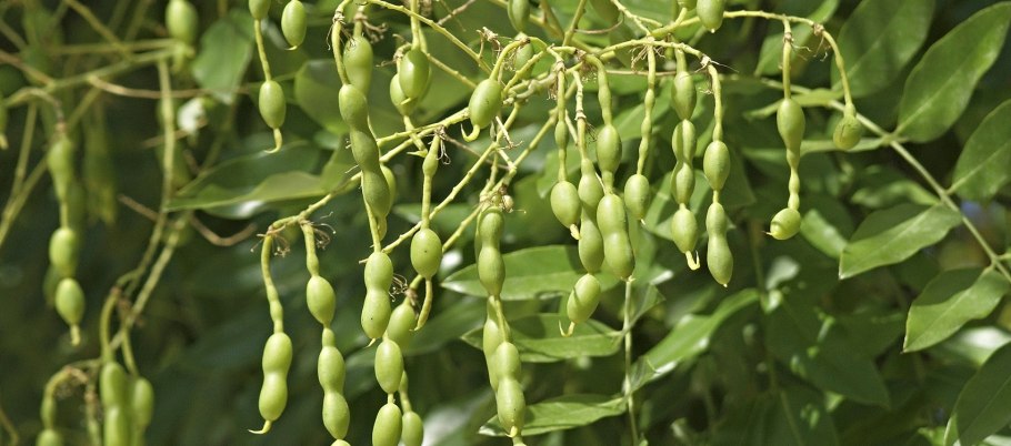 Vegetable-based triterpenoid Miliacin