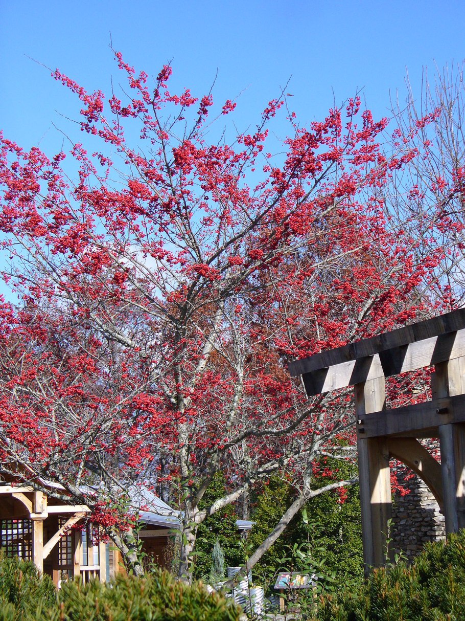 Боярышник вееровидный