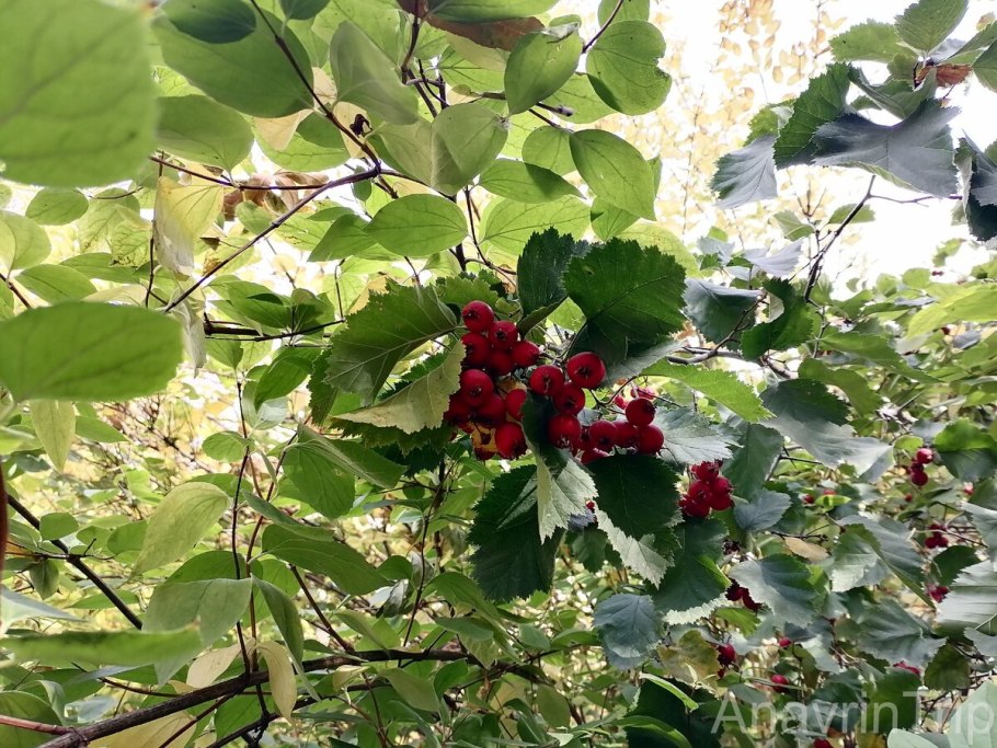 Hawthorn фрукт